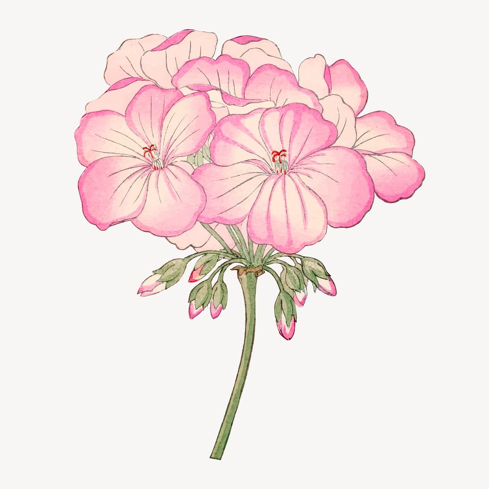 Pink geranium flower collage element, vintage Japanese art vector