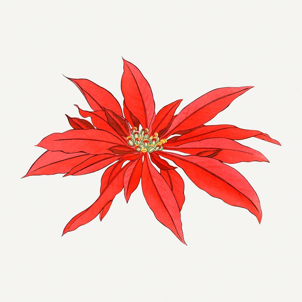Poinsettia flower illustration, vintage Japanese art