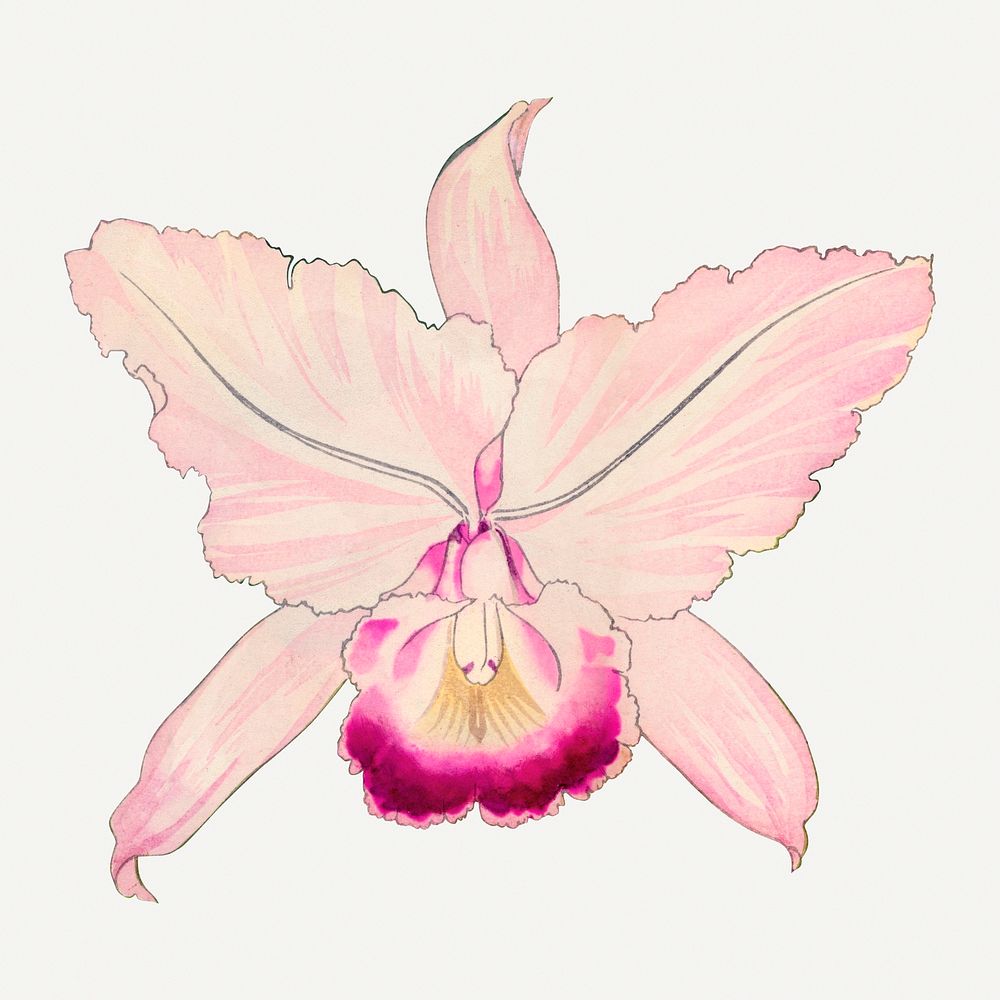 Oncidium orchid flower illustration, vintage Japanese art