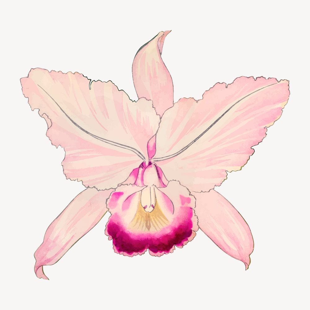 Oncidium orchid flower collage element, vintage Japanese art vector
