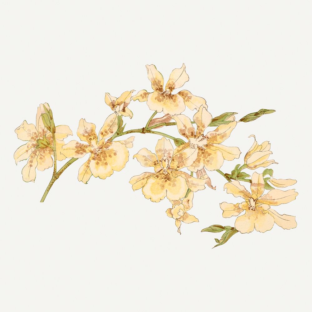 Yellow orchid flower illustration, vintage Japanese art