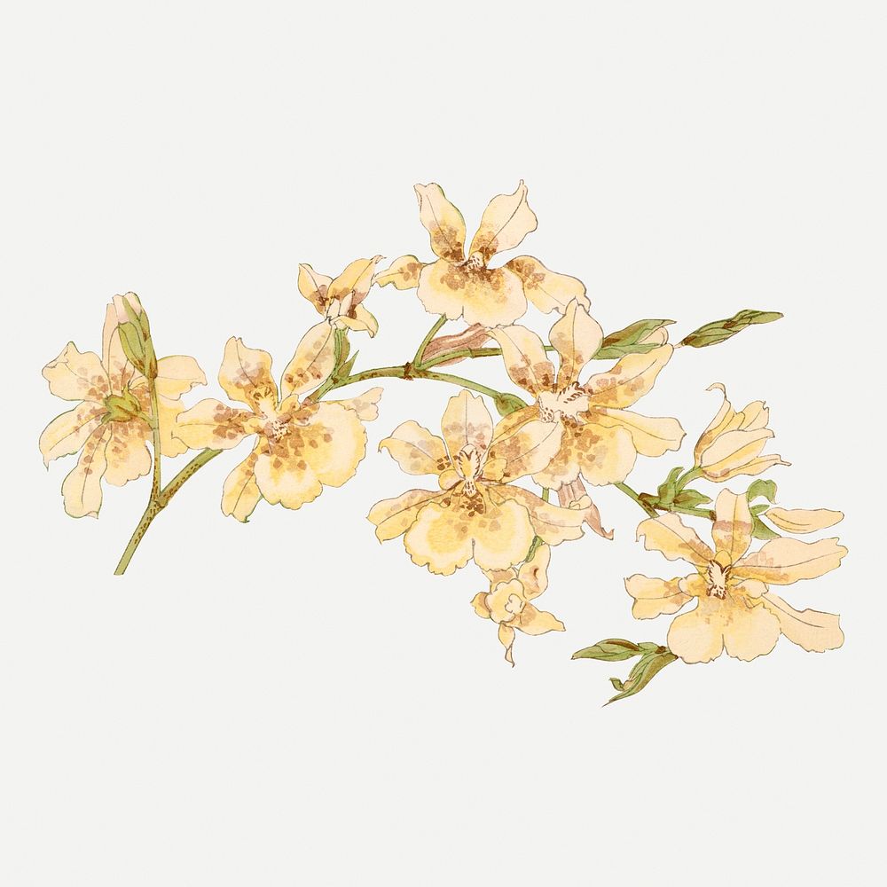 Yellow orchid flower illustration, vintage Japanese art psd