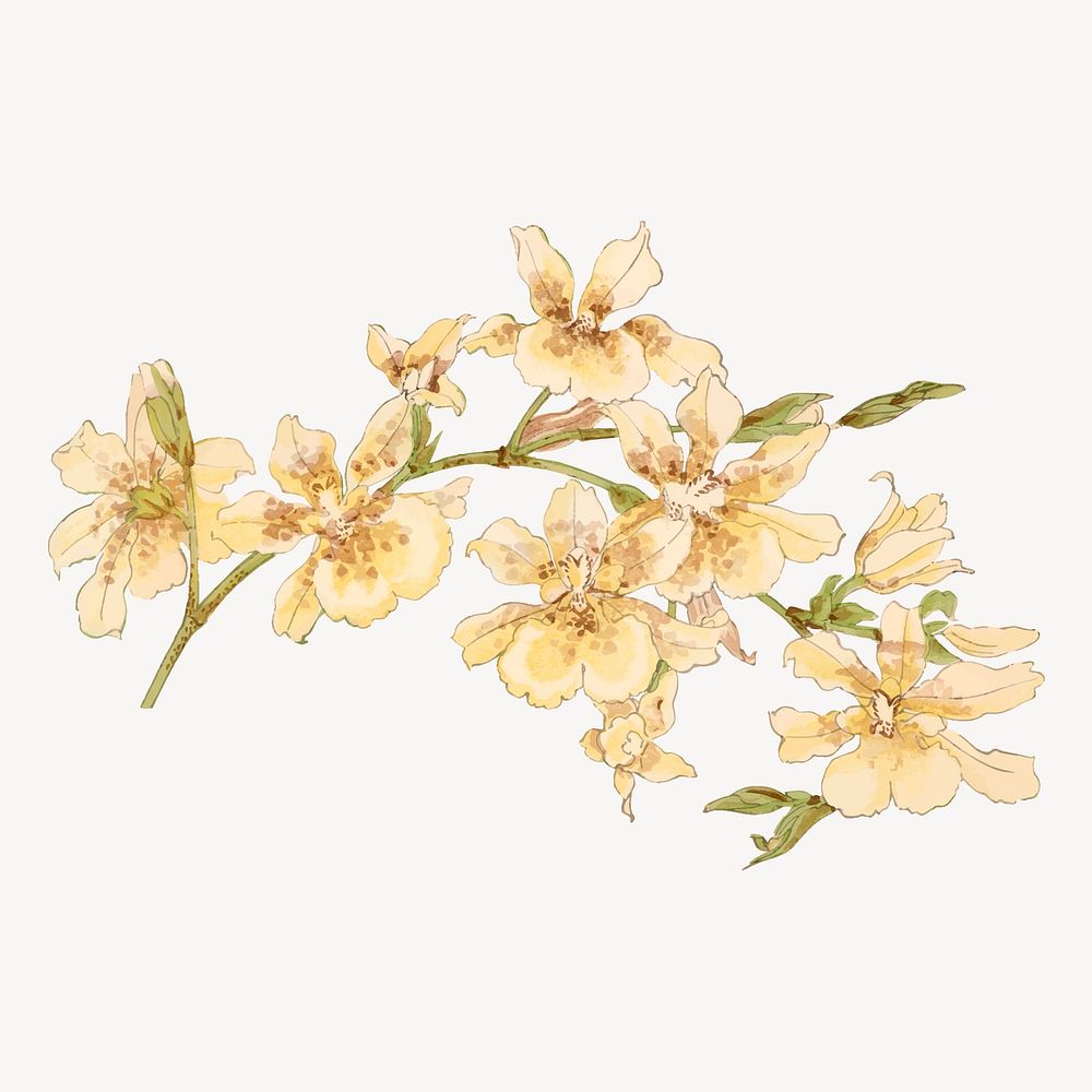 Yellow orchid flower collage element, vintage Japanese art vector