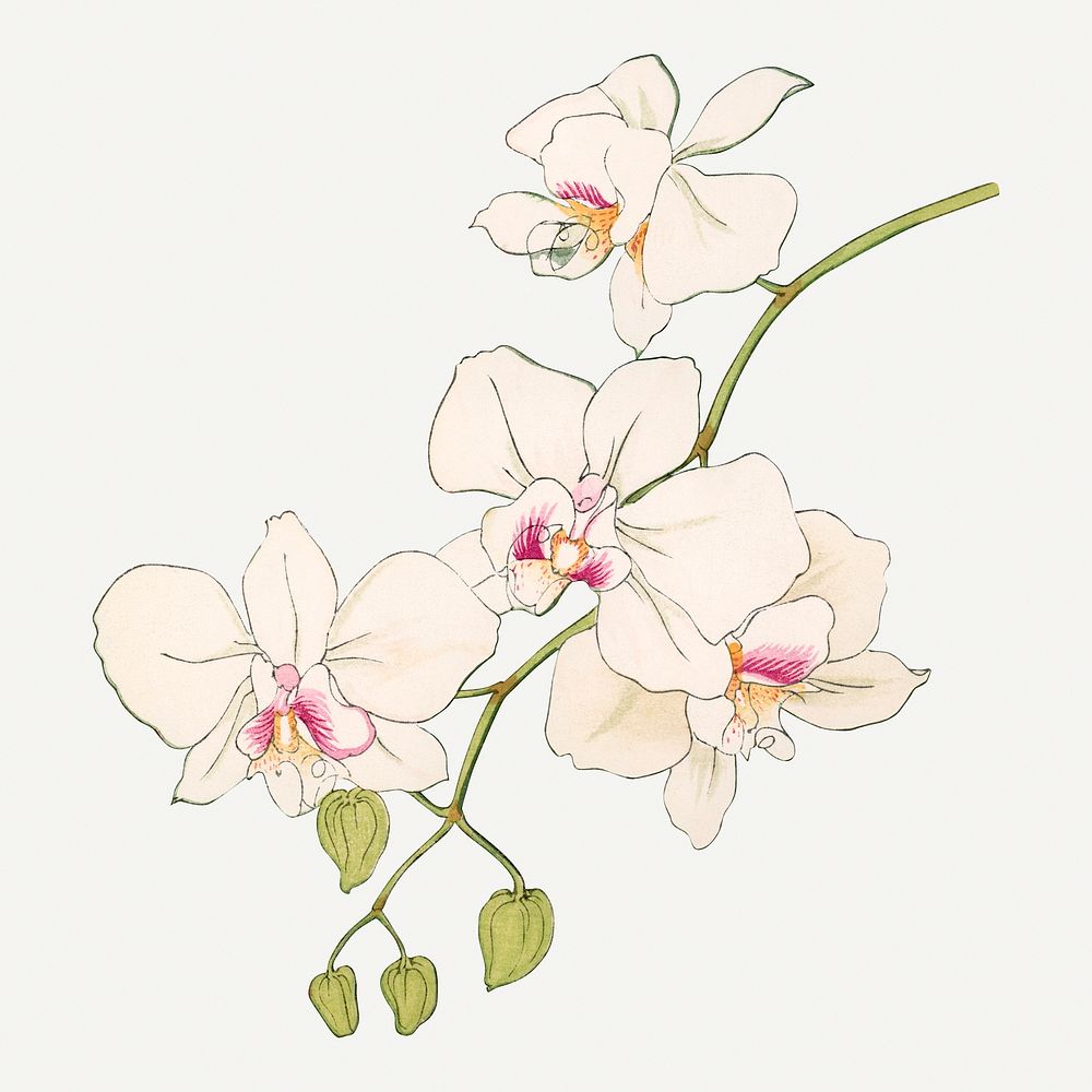 Moth orchid flower illustration, vintage Japanese art