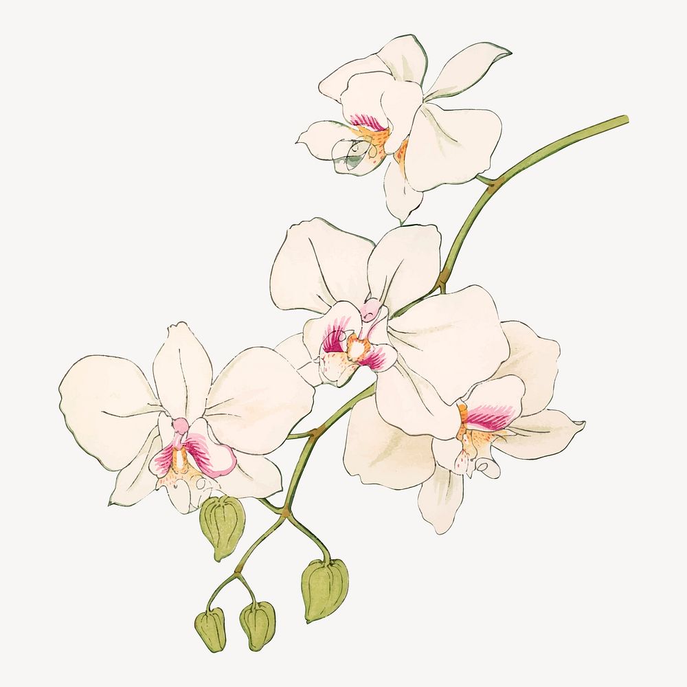 Moth orchid flower collage element, vintage Japanese art vector