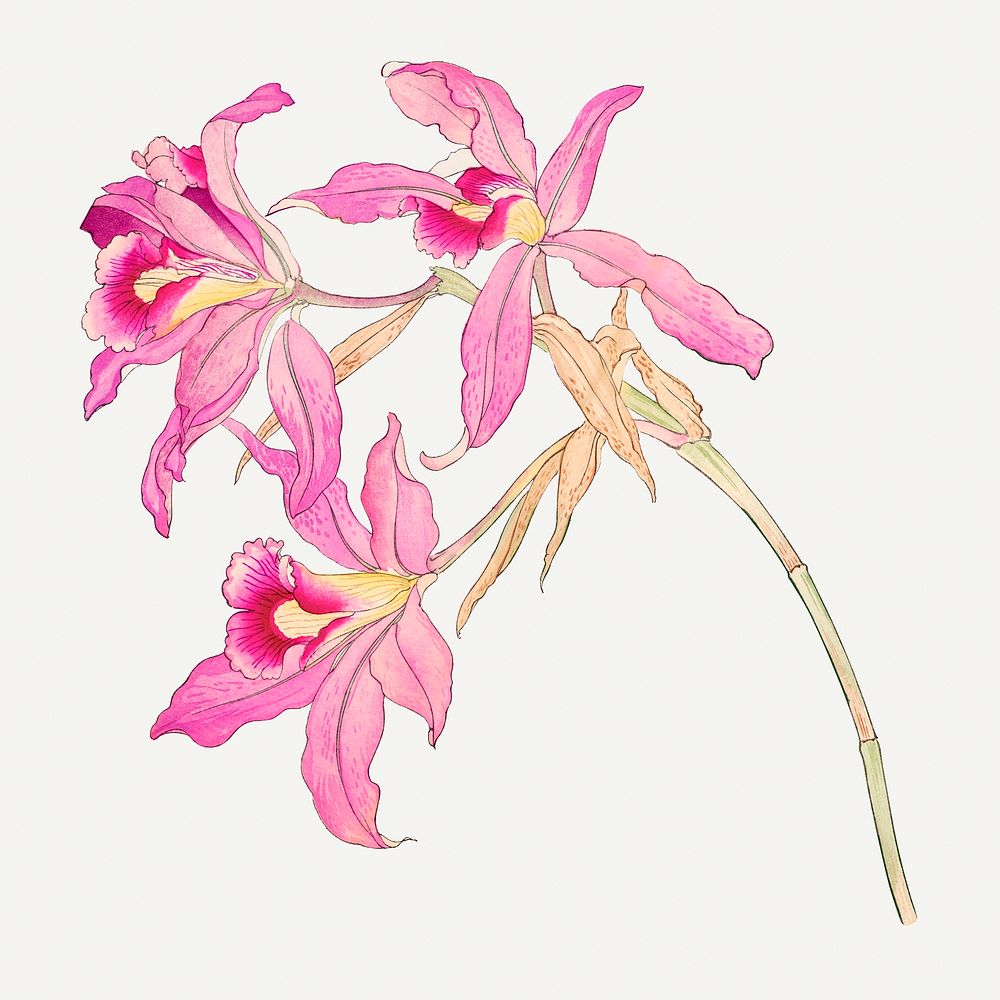 Pink laelia orchid illustration, vintage Japanese art