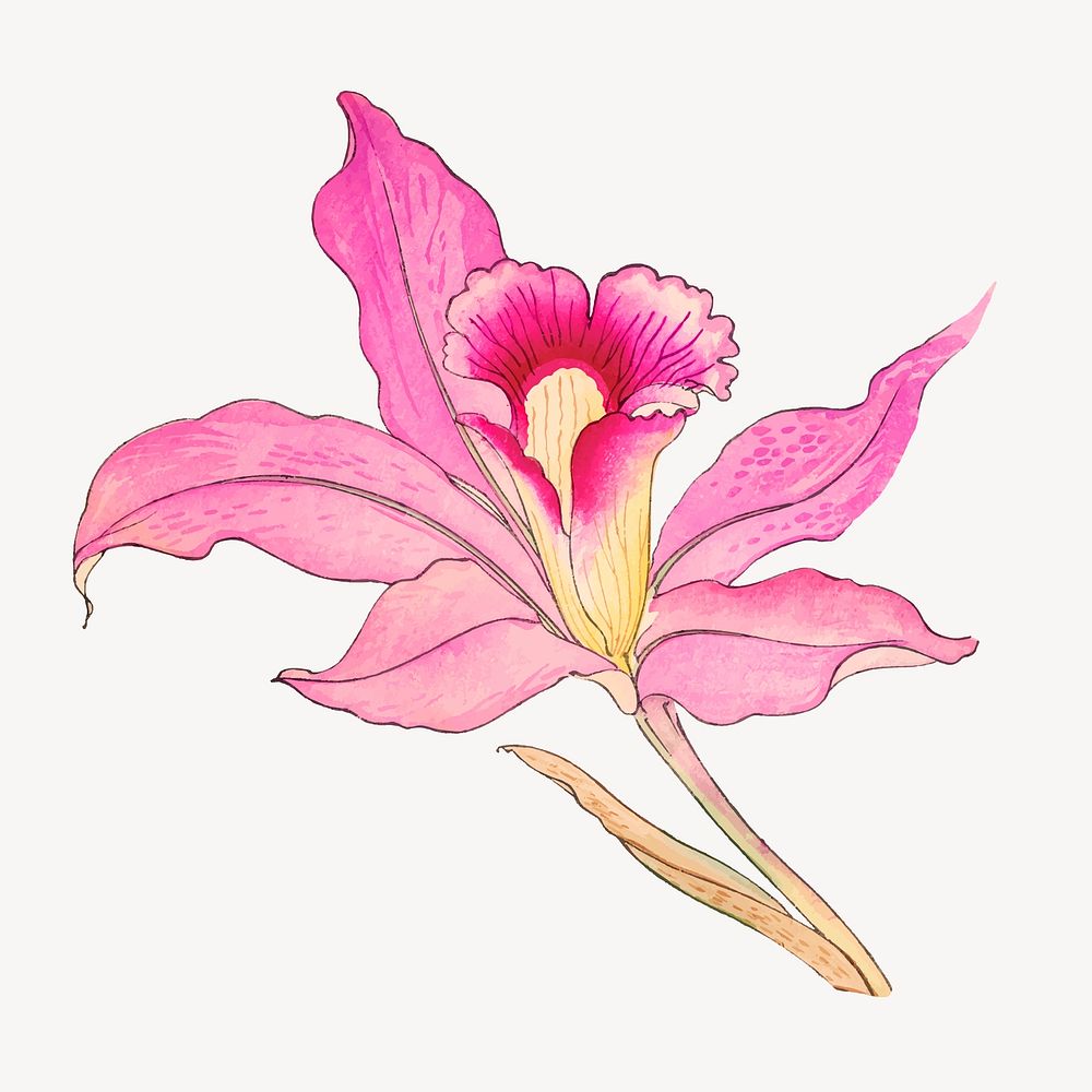 Pink laelia orchid flower collage element, vintage Japanese art vector