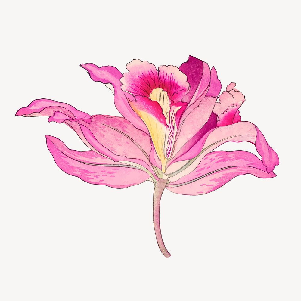 Pink laelia orchid flower collage element, vintage Japanese art vector
