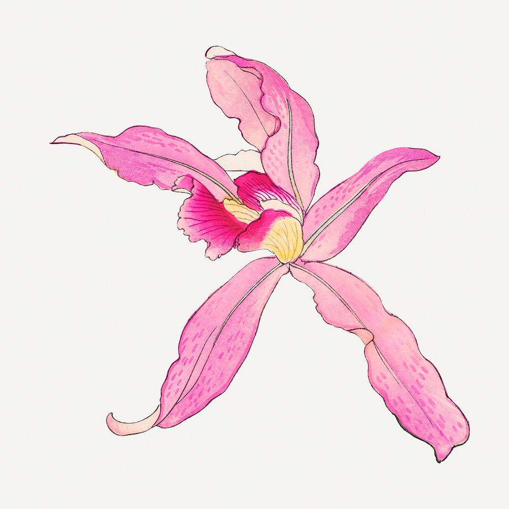Pink laelia orchid illustration, vintage Japanese art
