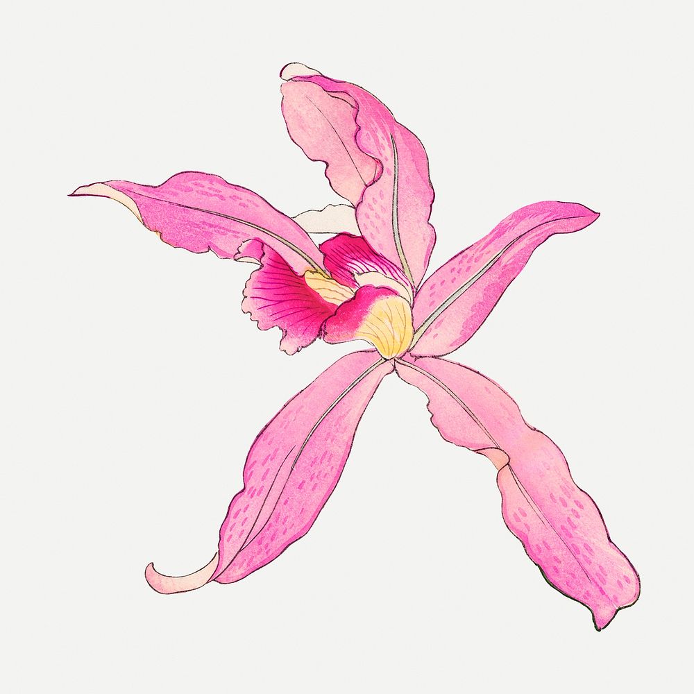 Pink laelia orchid flower collage element, vintage Japanese art psd