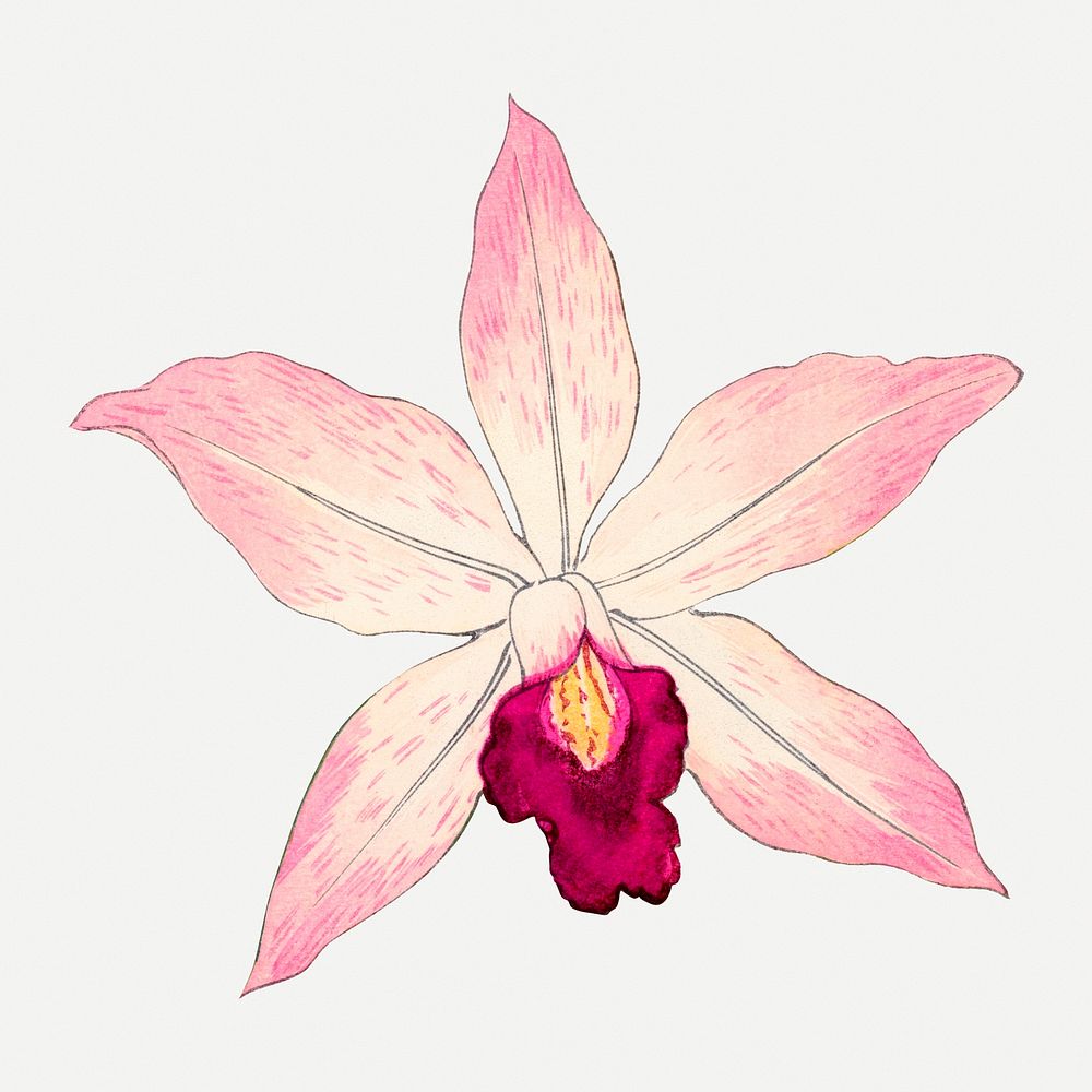 Pink laelia orchid flower collage element, vintage Japanese art psd