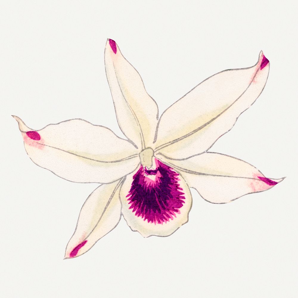 Laelia orchid illustration, vintage Japanese art