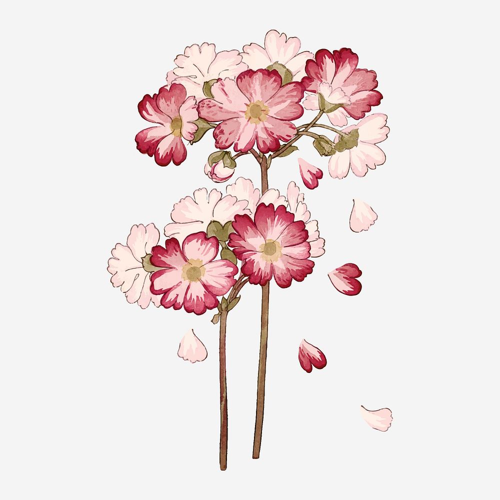 Primrose flower illustration, vintage Japanese art vector