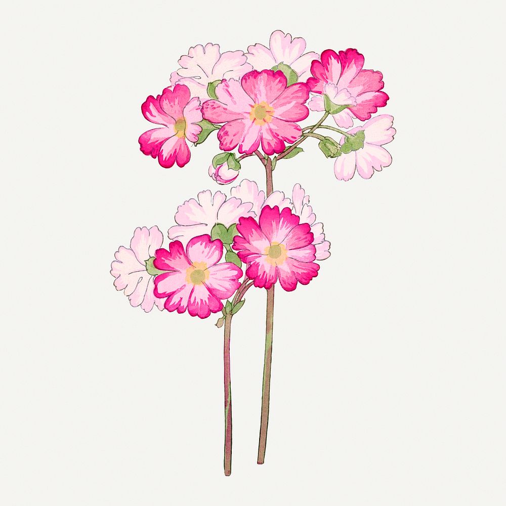 Primrose flower illustration, vintage Japanese art