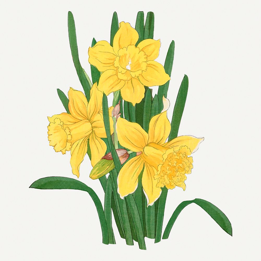 Daffodil flower illustration, vintage Japanese art