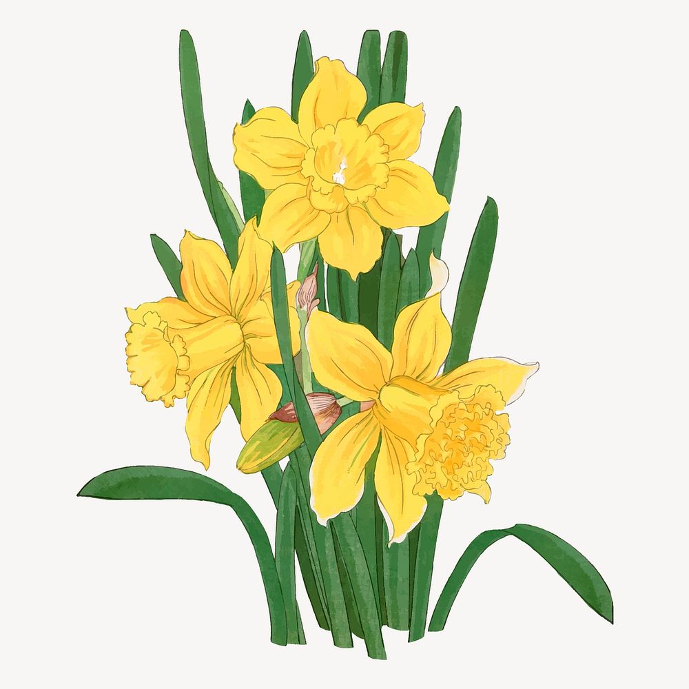 Daffodil flower collage element, vintage Japanese art vector