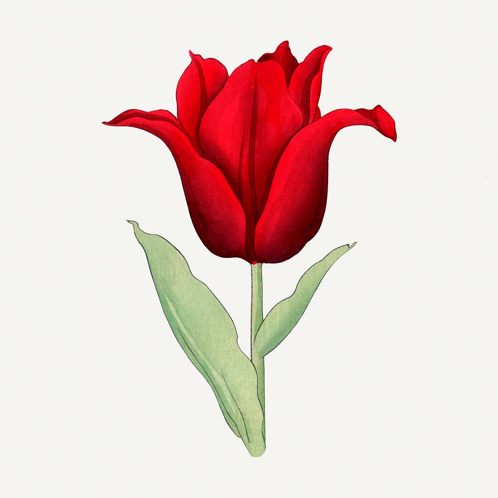Tulip illustration, vintage Japanese art