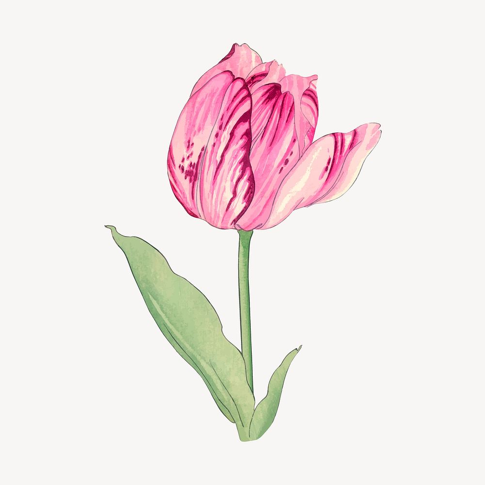 Pink tulip collage element, vintage | Vector Illustration - rawpixel