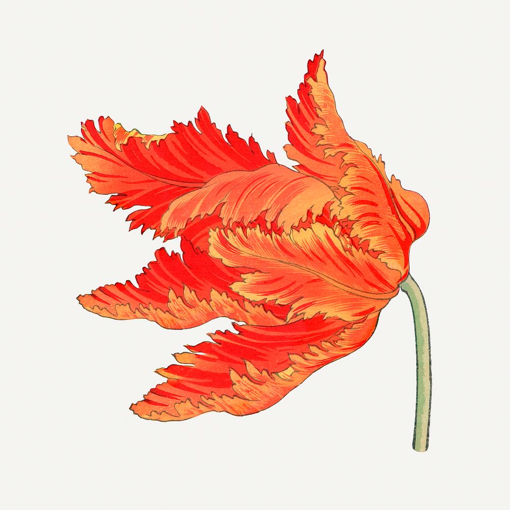 Vintage parrot tulip illustration, Japanese floral art