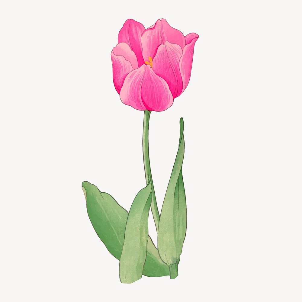 Pink tulip collage element, vintage | Premium Vector Illustration ...
