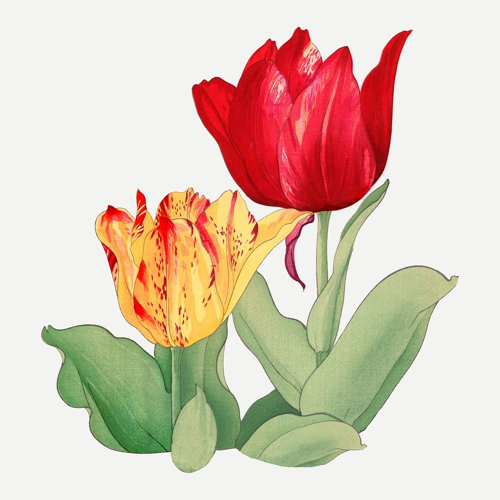 Tulip collage element, vintage Japanese art psd