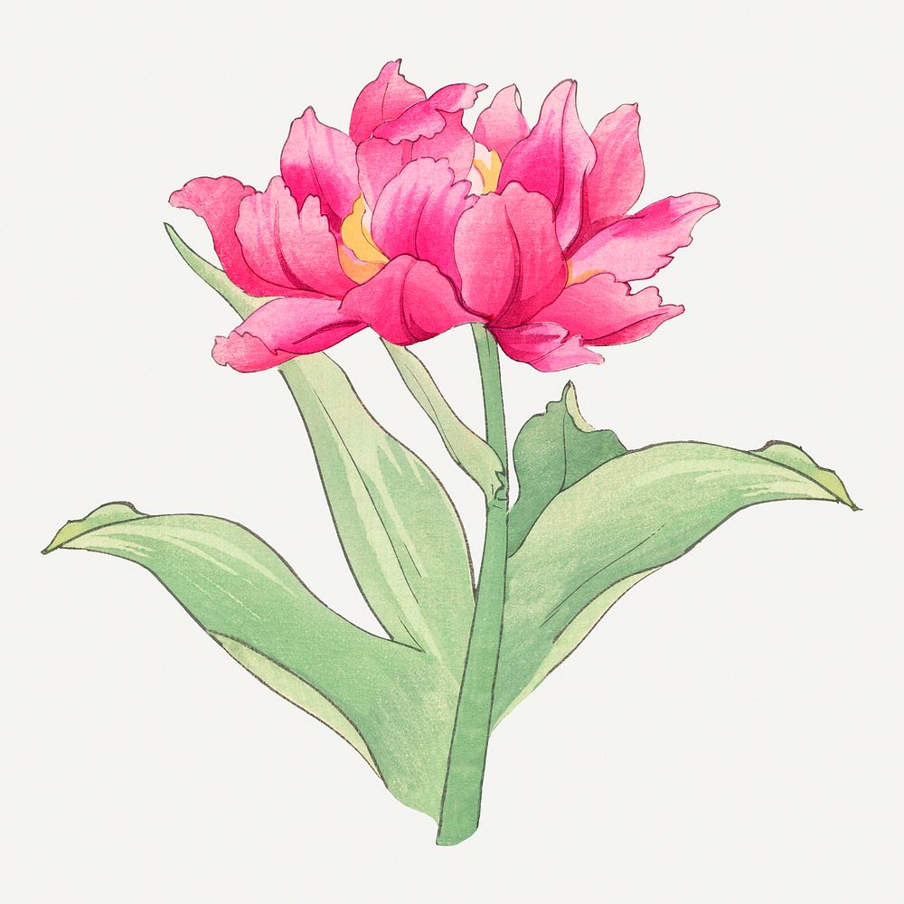 Pink tulip illustration, vintage Japanese art
