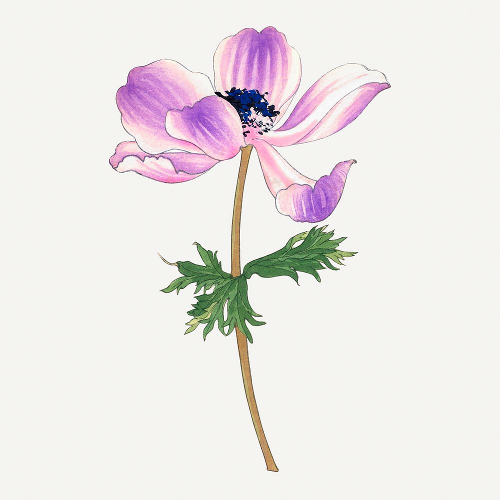 Poppy illustration, vintage Japanese art