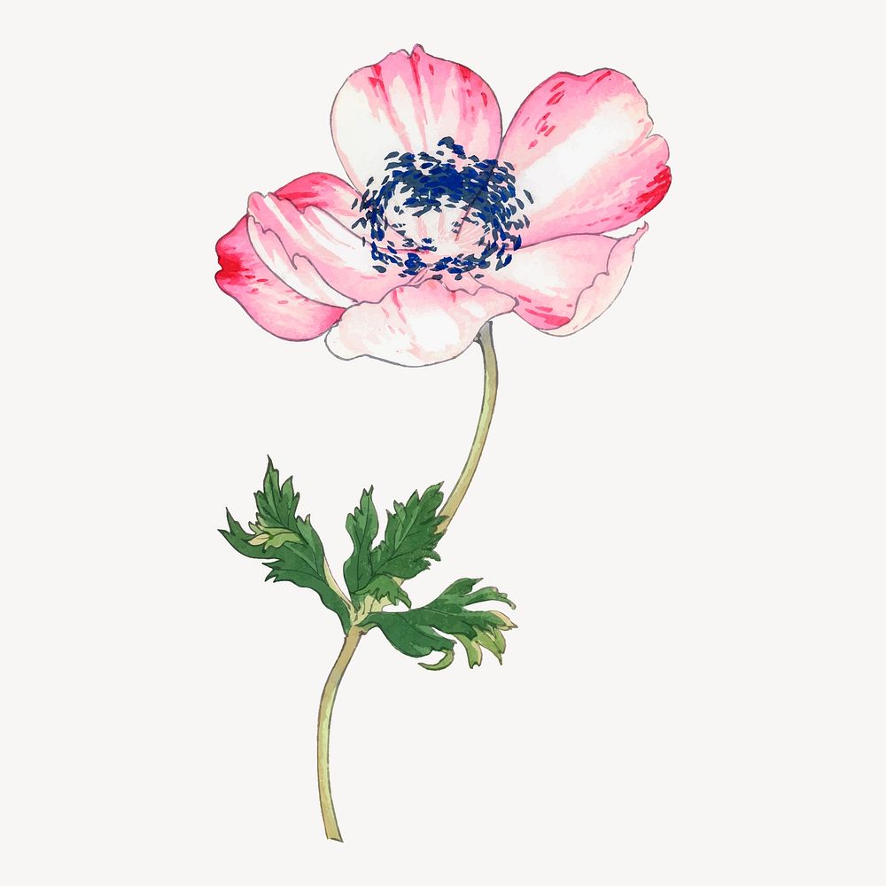 Poppy illustration, vintage Japanese art vector