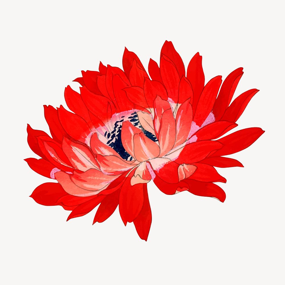 Red anemone flower collage element, vintage Japanese art vector