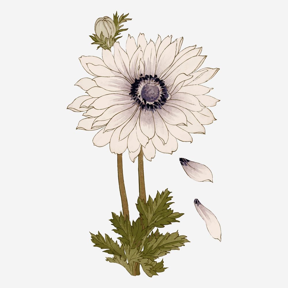 Anemone flower collage element, vintage Japanese art vector