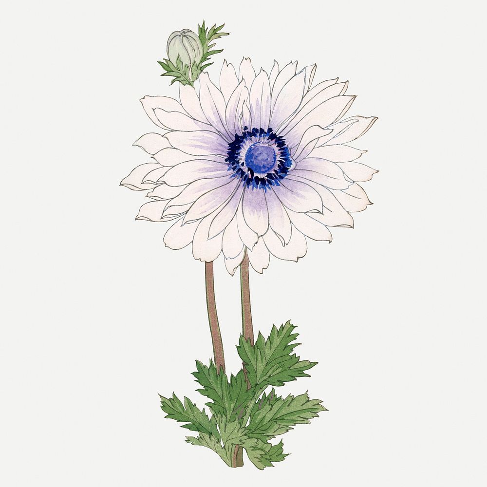 Anemone flower illustration, vintage Japanese art psd