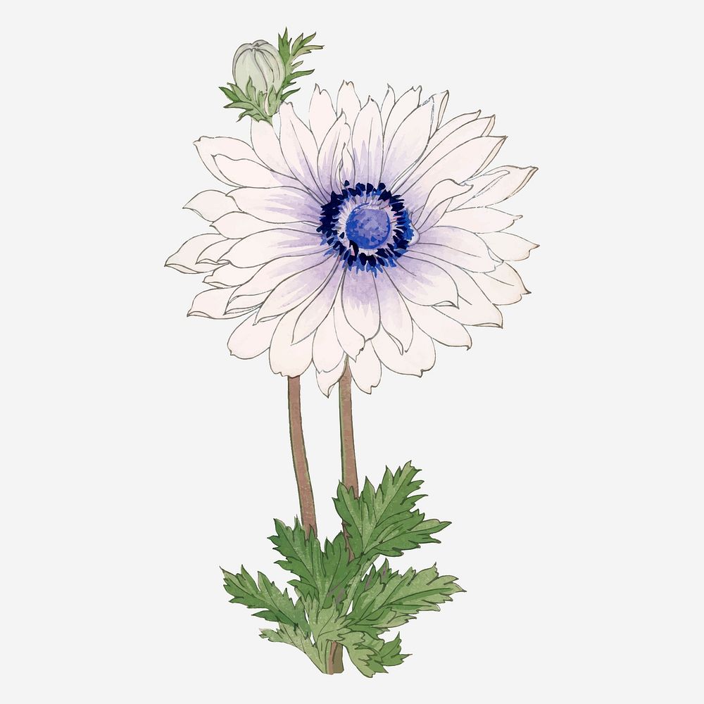 White anemone flower collage element, vintage Japanese art vector