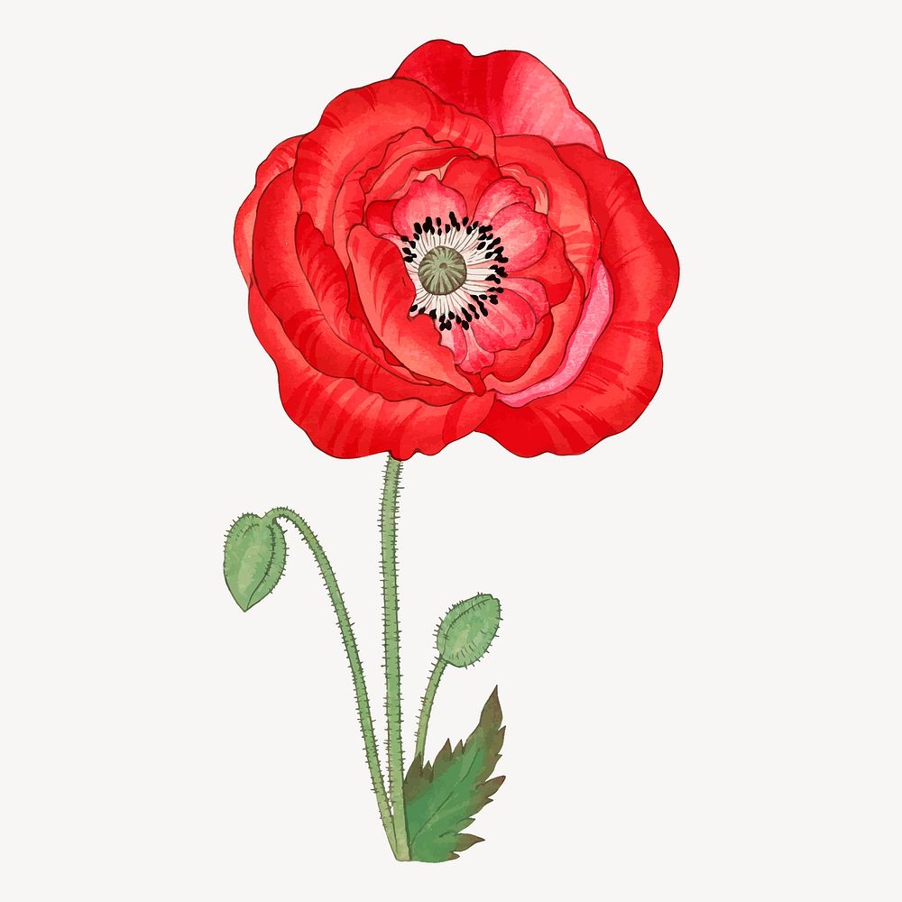 Red poppy flower collage element, vintage Japanese art vector