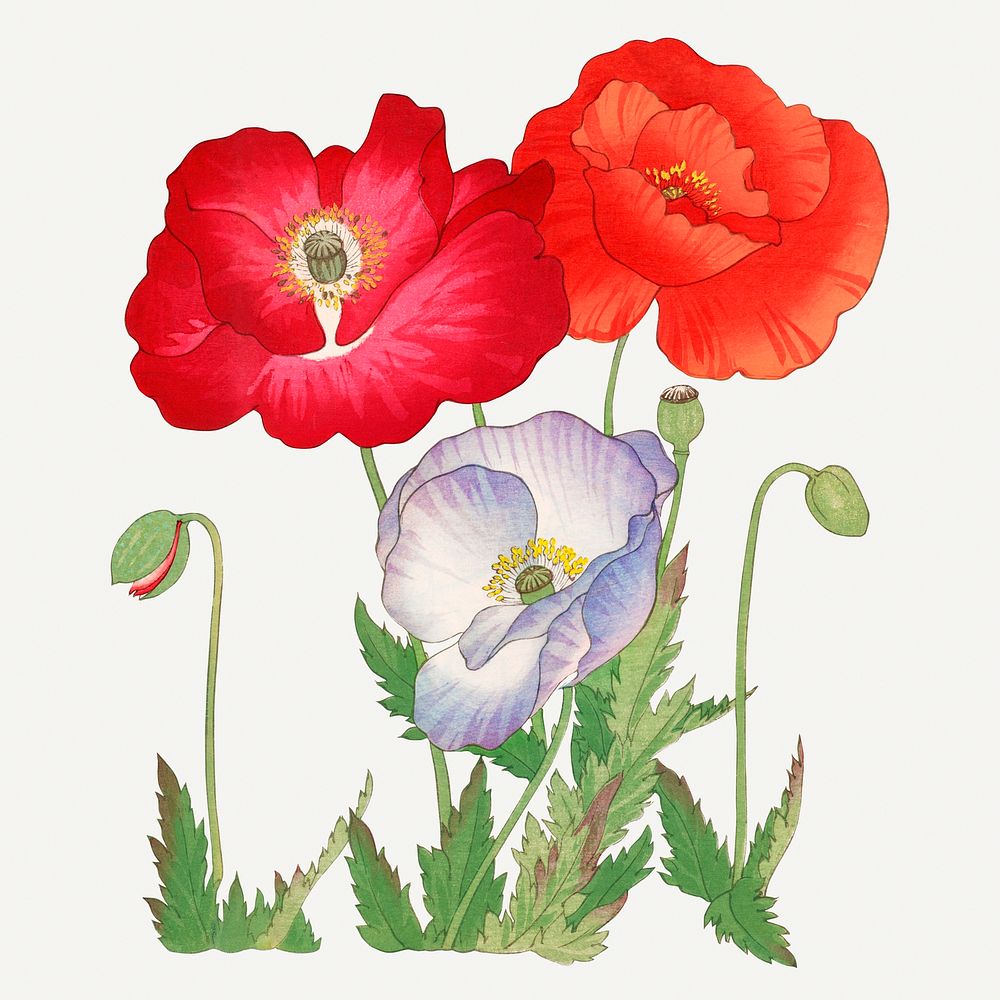 Poppy illustration, vintage Japanese art painting