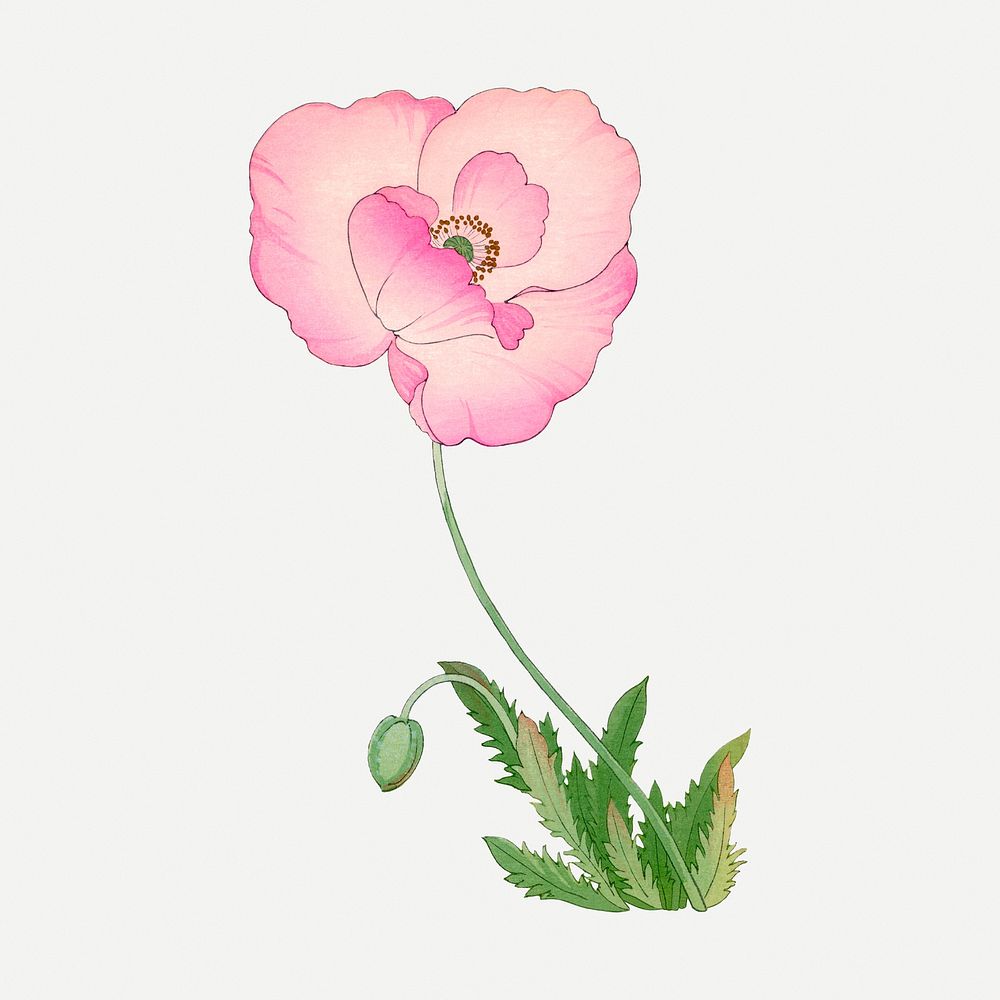 Pink poppy flower collage element, vintage Japanese art psd