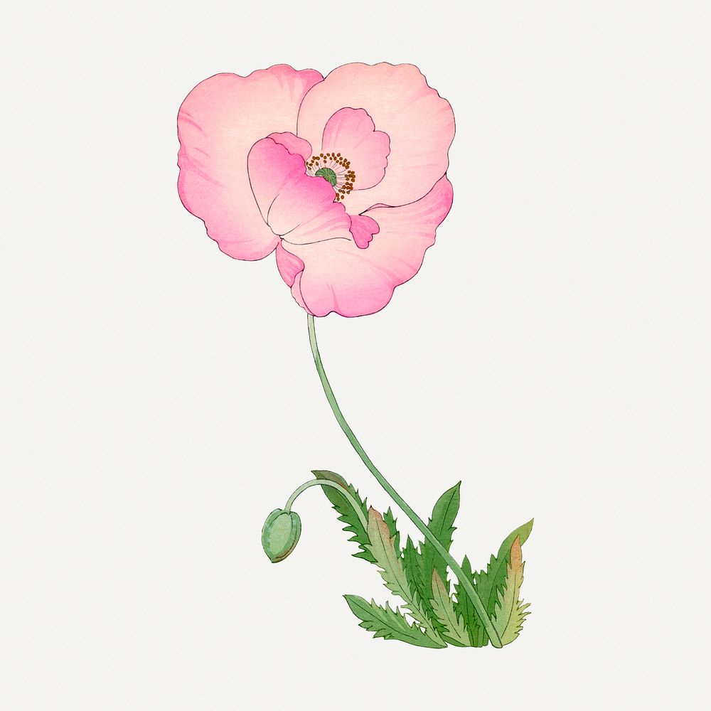 Poppy illustration, vintage Japanese art painting