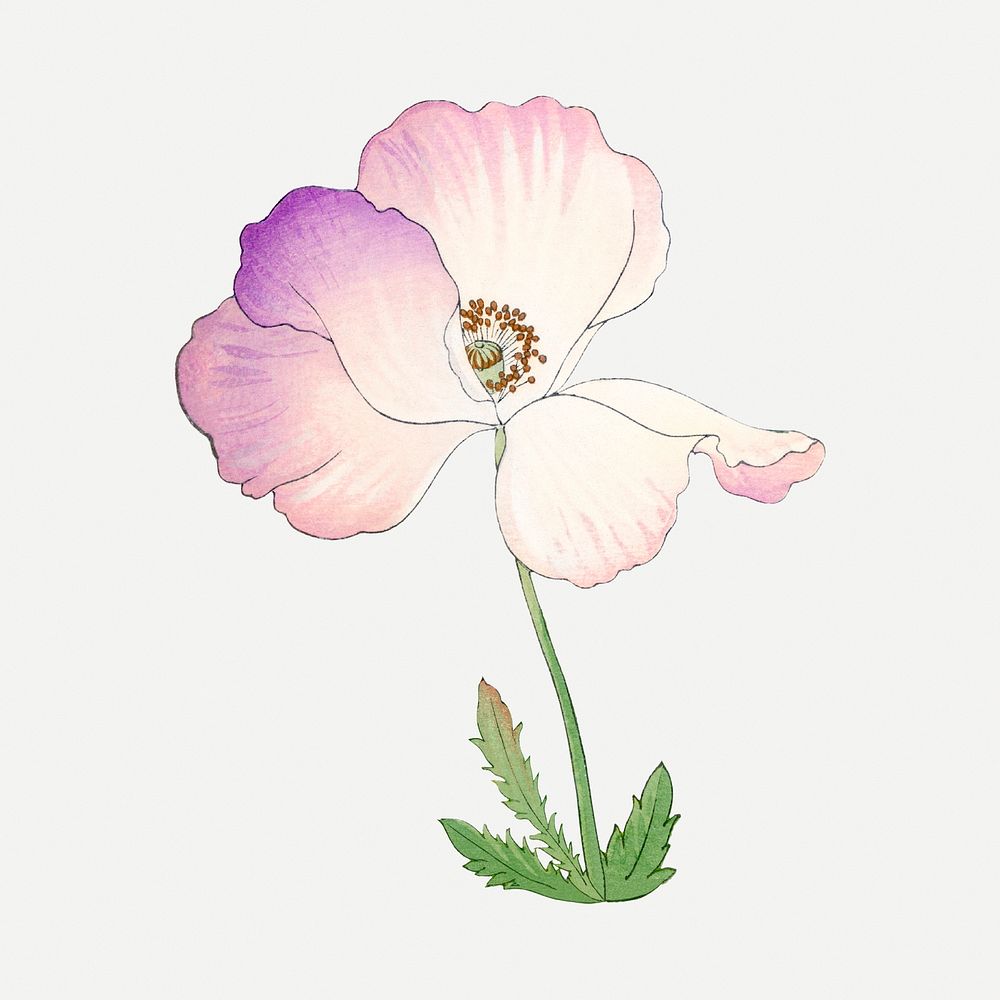Poppy flower collage element, vintage Japanese art psd