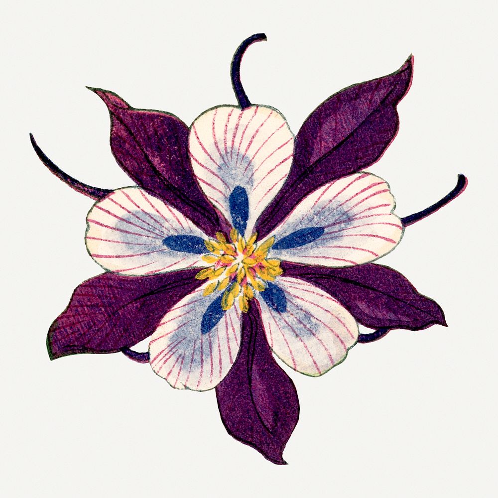 Columbine flower painting, vintage Japanese art illustration