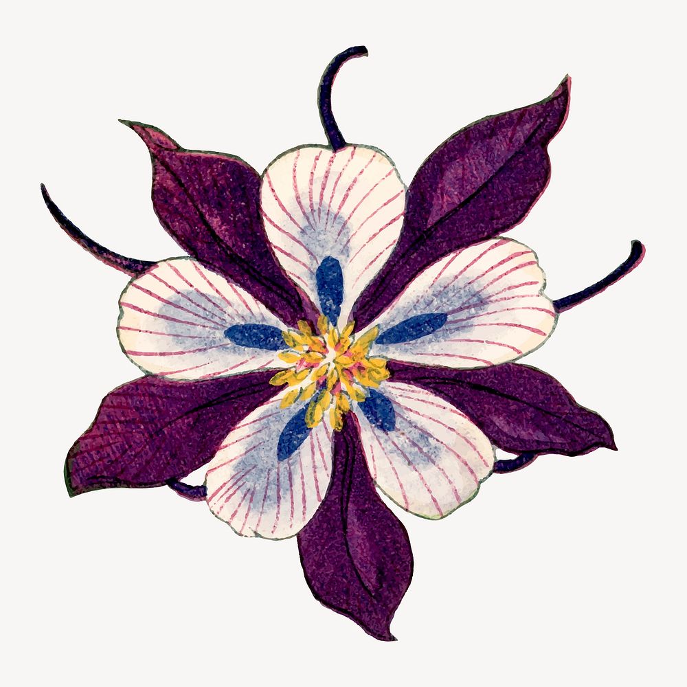 Columbine flower collage element, vintage Japanese art vector