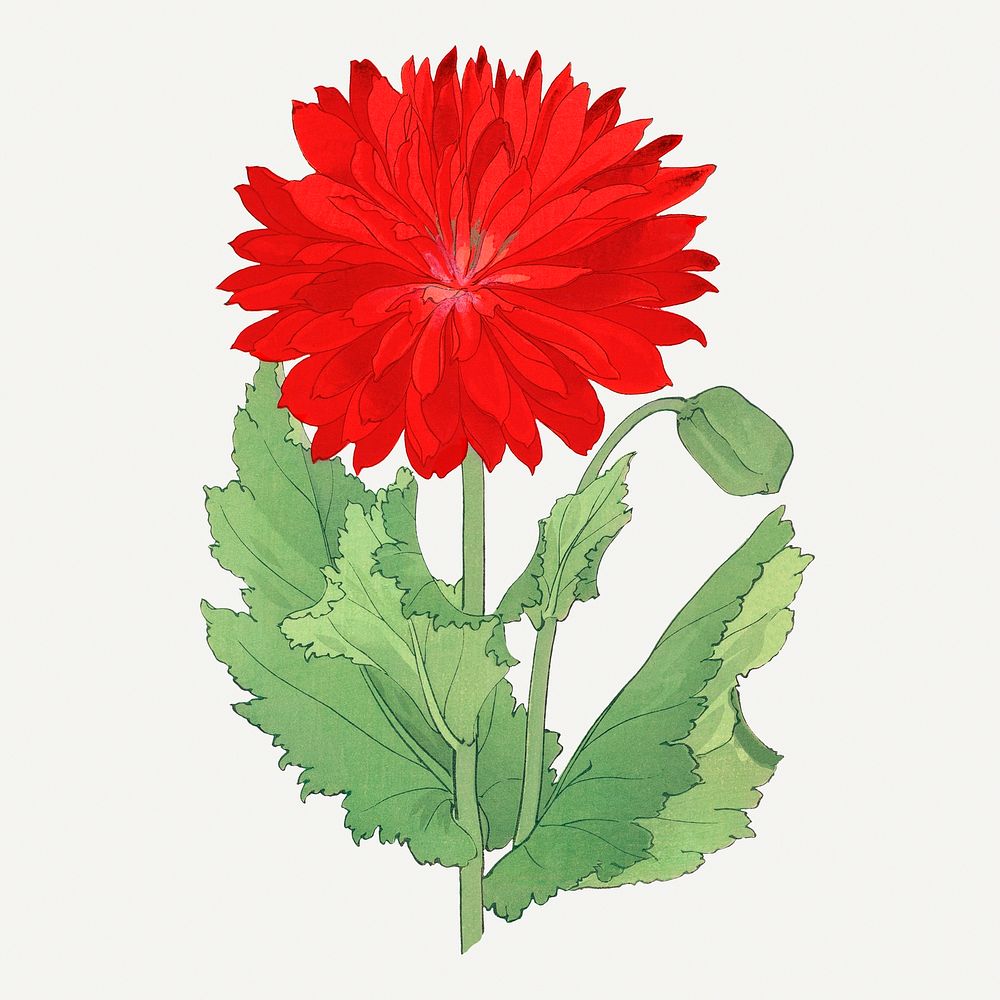 Red poppy illustration, vintage Japanese art painting