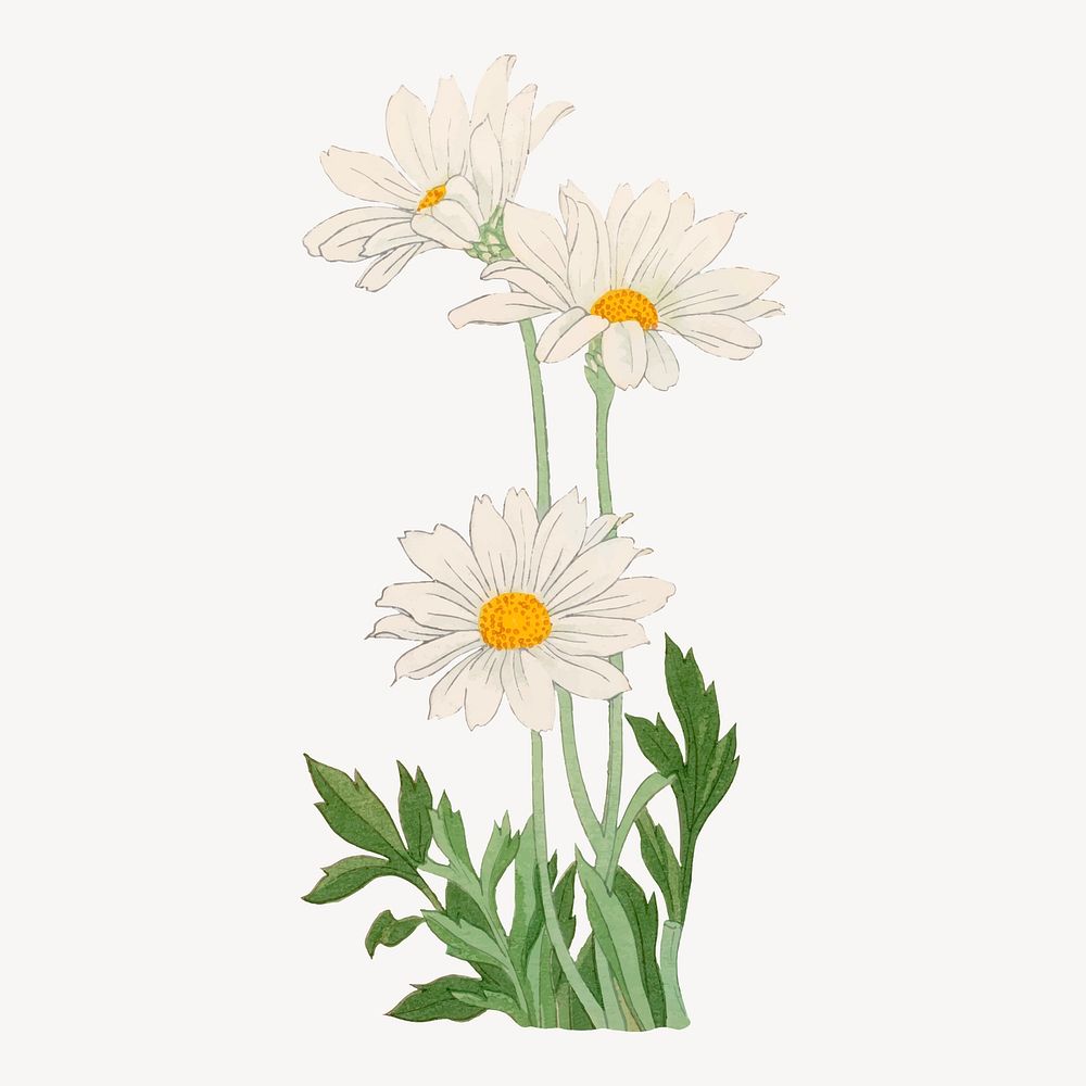 Marguerite flower collage element, vintage Japanese art vector