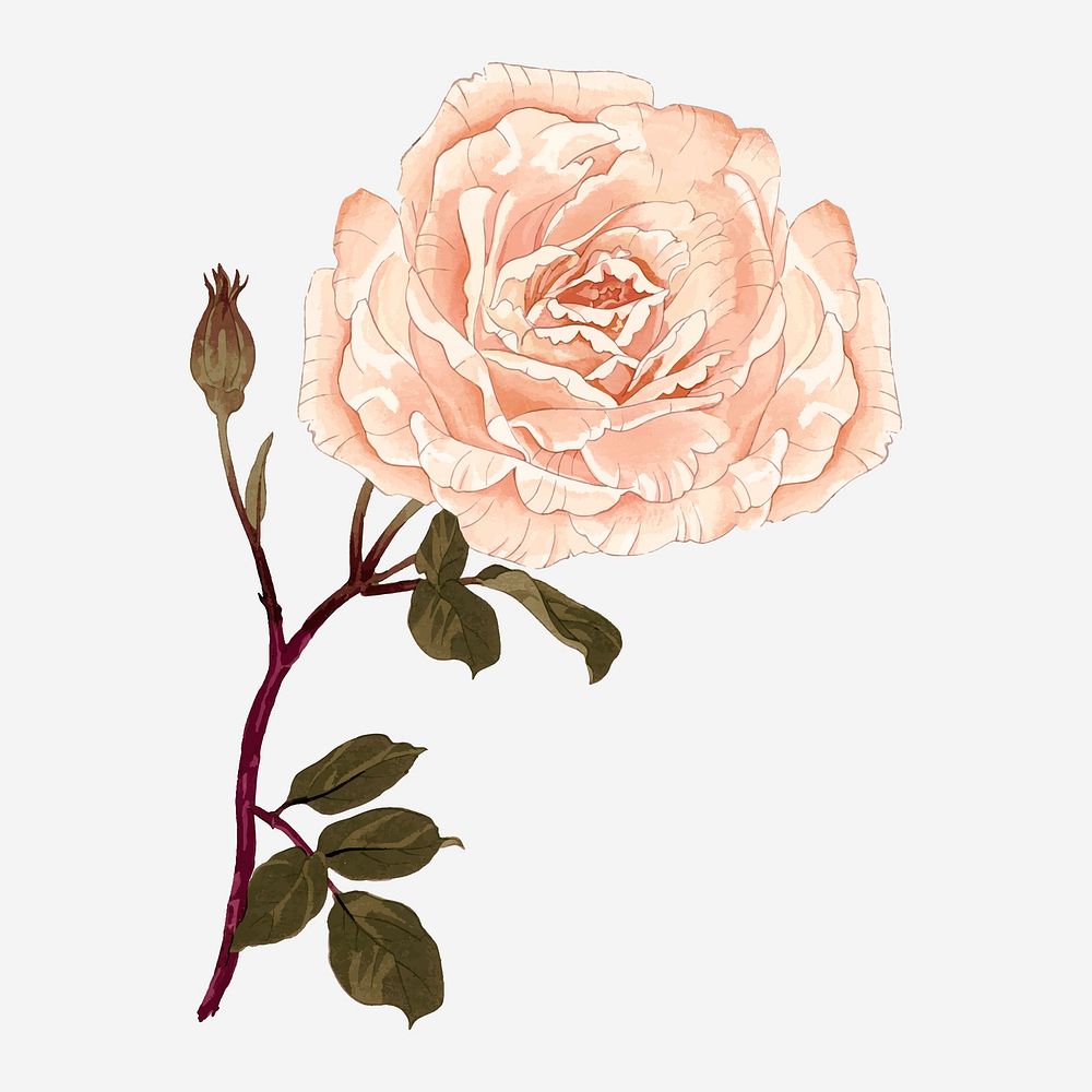 Rose collage element, vintage Japanese art vector