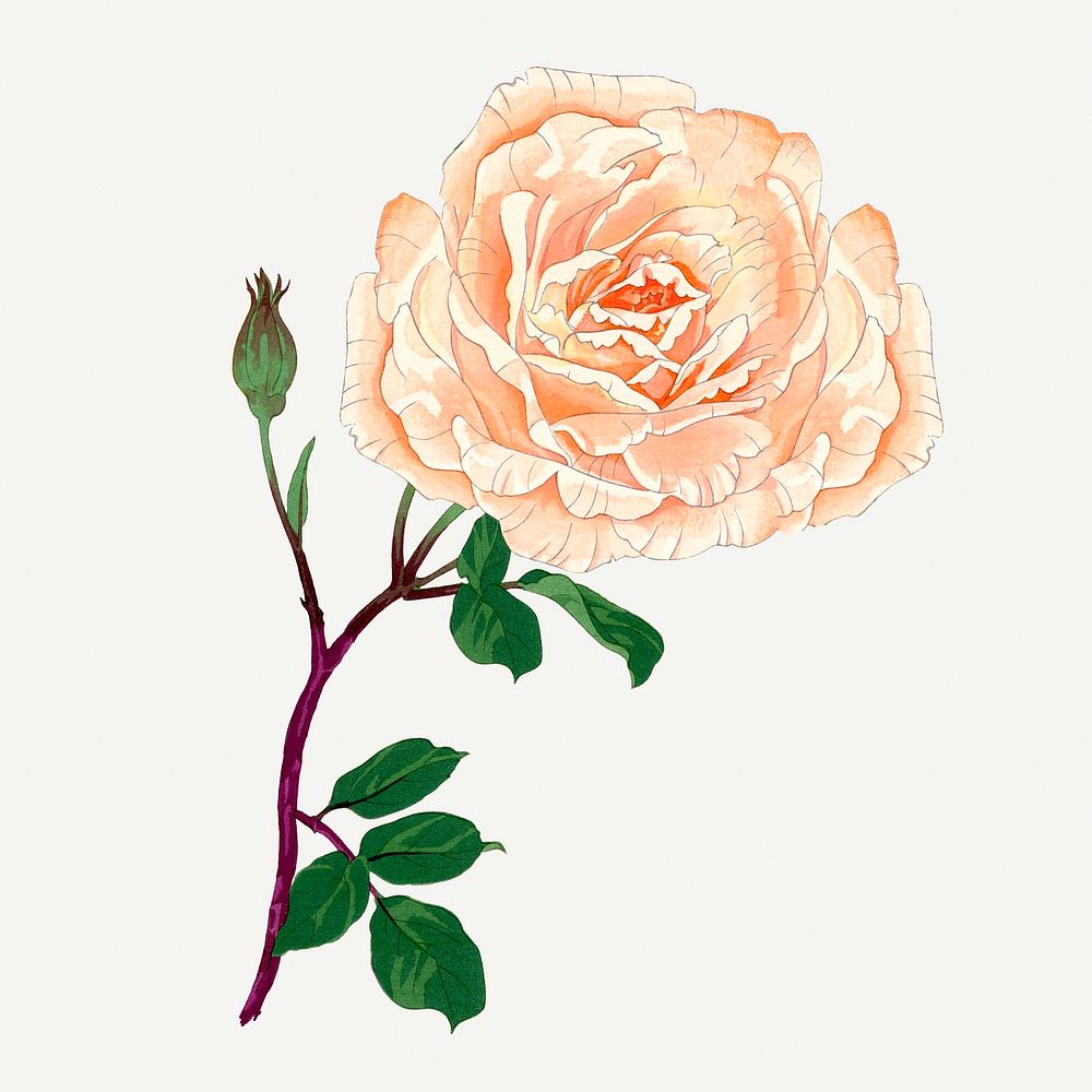 Rose painting, vintage Japanese art illustration