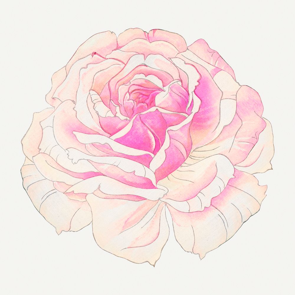 Rose painting, vintage Japanese art illustration