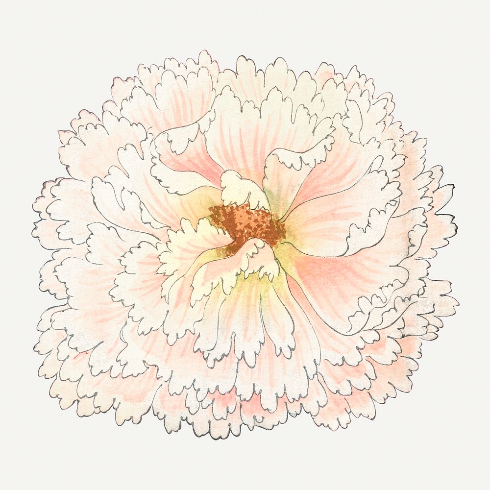 Hollyhock flower illustration, vintage Japanese art painting