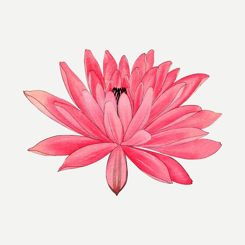 Lotus illustration, vintage Japanese art psd