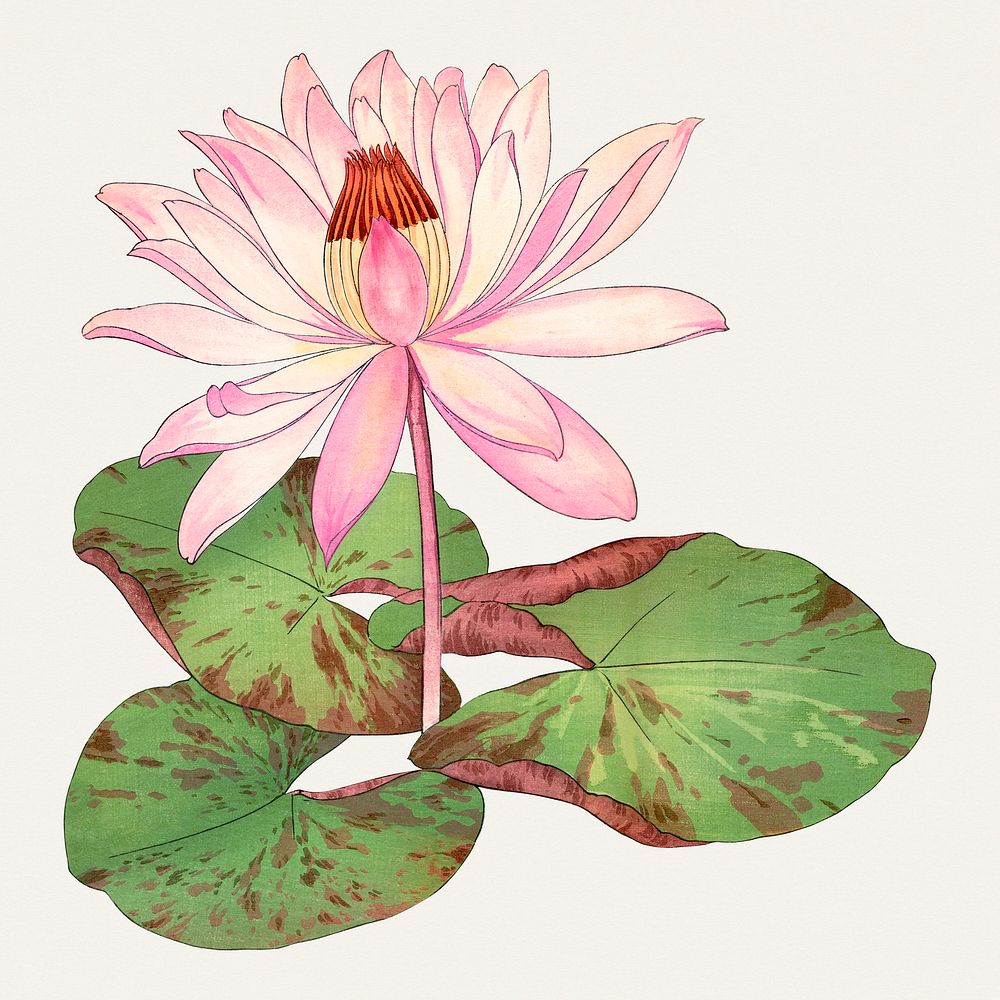 Lotus illustration, vintage Japanese art painting