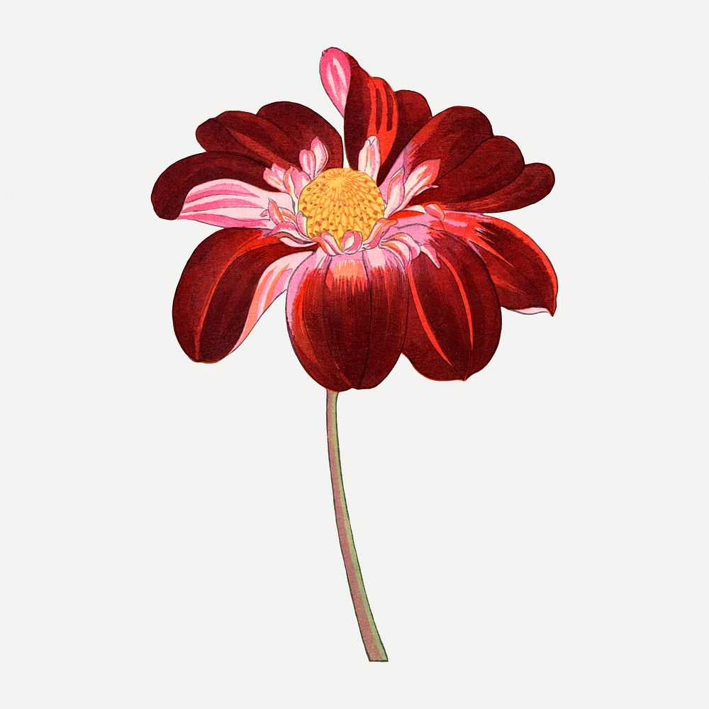 Dahlia flower illustration, vintage Japanese art psd