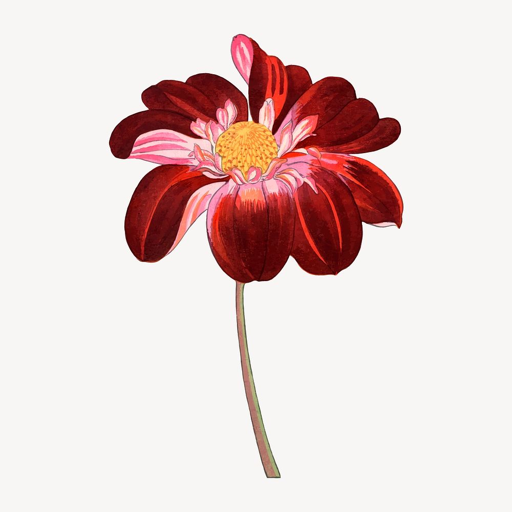 Dahlia flower collage element, vintage Japanese art vector