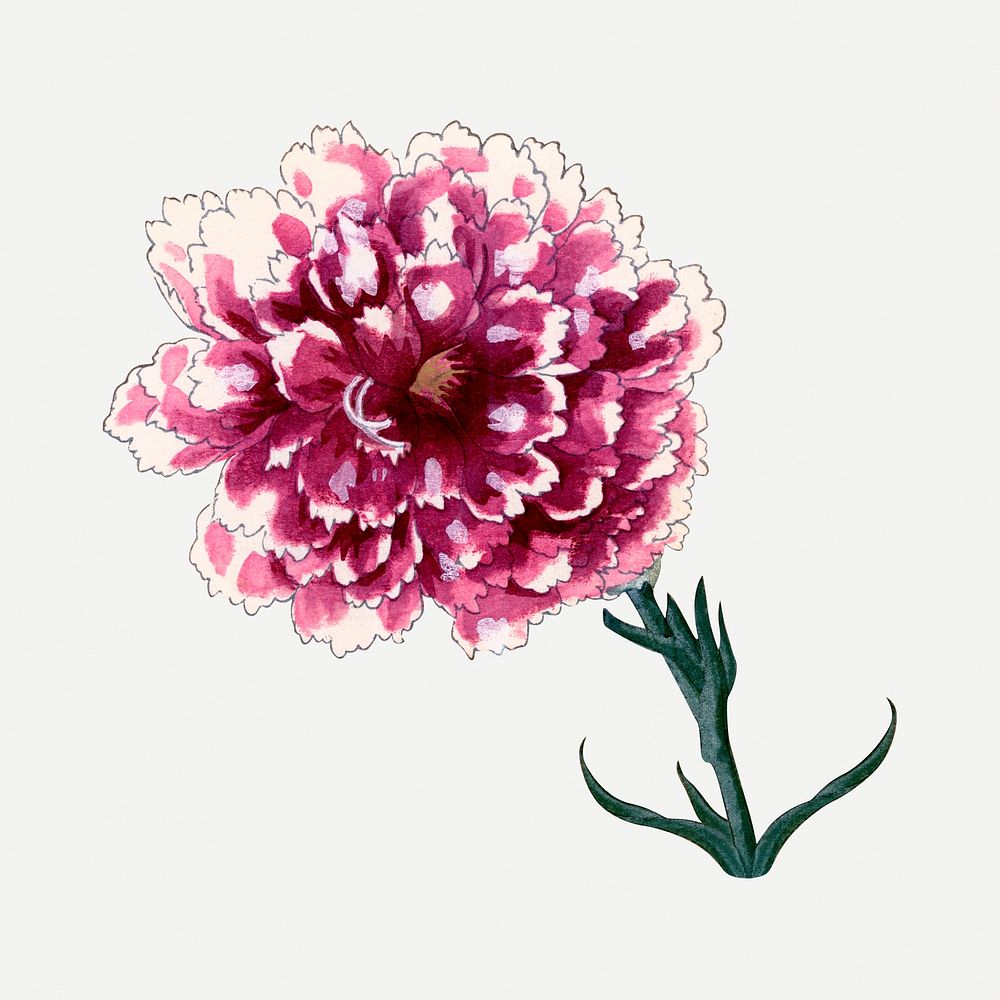 Carnation flower illustration, vintage Japanese art psd